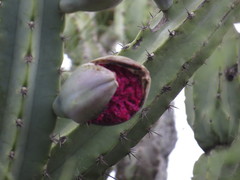 Cereus forbesii