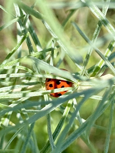iNaturalist observation photo of Asian Lady Beetle