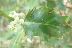 Ilex aquifolium