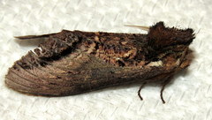 Hylaeora eucalypti