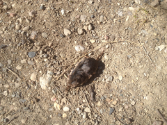 Sorex arcticus