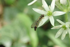 Syrphidae