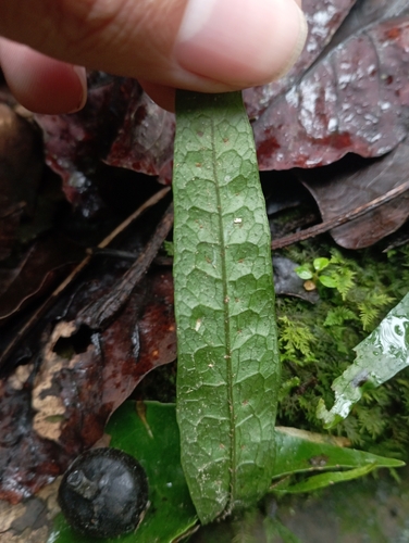 Image of Microsorium Pteropus (Leptochilus pteropus) by (c) jimmy, some rights reserved (CC BY)