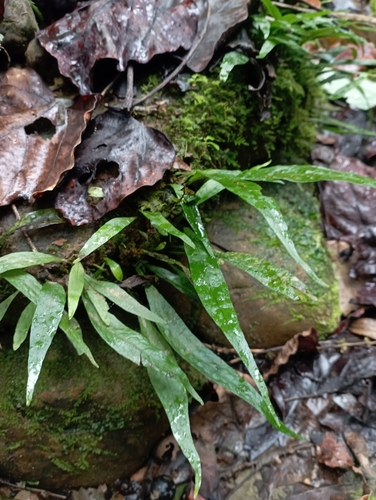 Image of Leptochilus pteropus by (c) jimmy, some rights reserved (CC BY)