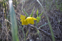 Calochortus amabilis