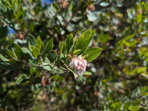 Image of Arctostaphylos virgata by (c) Alexander Wentworth, some rights reserved (CC BY)