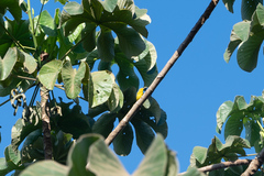 Setophaga petechia image