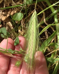 Hordeum murinum glaucum