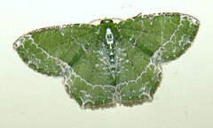 Eucyclodes insperata