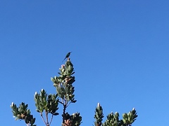 Nectarinia famosa