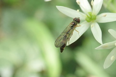 Syrphidae