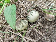 Solanum palinacanthum