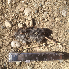 Sorex arcticus