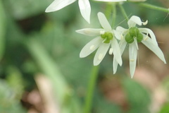 Allium ursinum