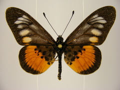 Acraea peneleos