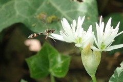 Syrphidae
