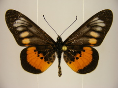 Acraea peneleos
