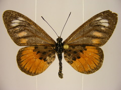 Acraea peneleos
