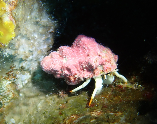 Small White Hermit Crab
