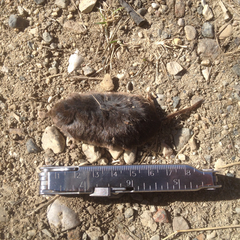 Sorex arcticus