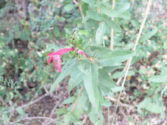 Justicia xylosteoides