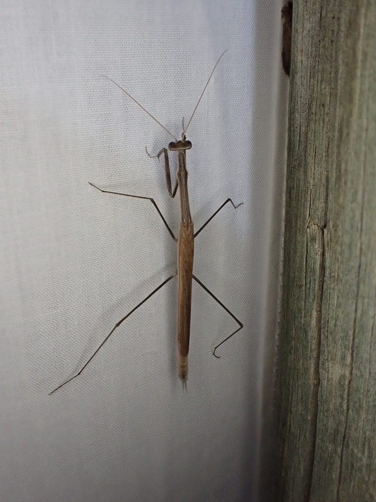 Slender Grass Mantises in March 2024 by Mark Hura · iNaturalist