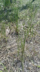 Fimbristylis castanea