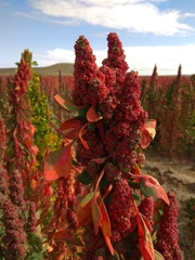 Chenopodium quinoa