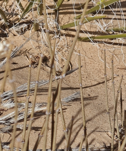 Image of Ephedra cutleri by (c) willingarden, some rights reserved (CC BY)