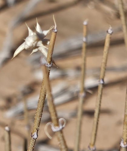 Image of Ephedra cutleri by (c) willingarden, some rights reserved (CC BY)