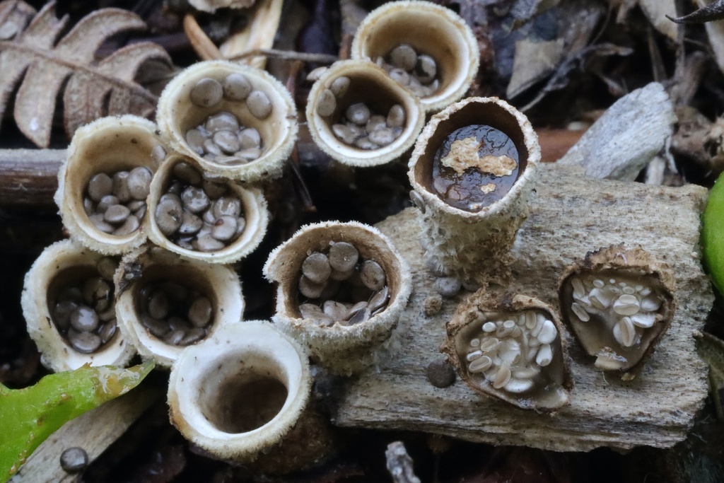 woolly bird's nest fungus from Forest Fern Ct, Gualala, CA, US on March ...