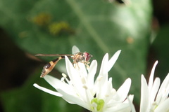 Syrphidae