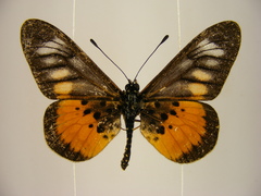 Acraea peneleos