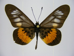 Acraea peneleos