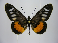 Acraea peneleos