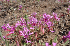 Clarkia concinna