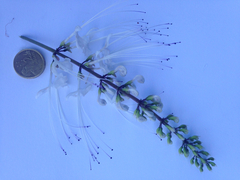 Orthosiphon aristatus aristatus