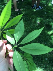 Ceiba speciosa