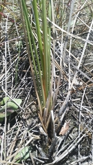 Fimbristylis castanea