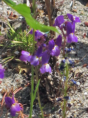 Linaria