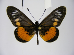 Acraea peneleos