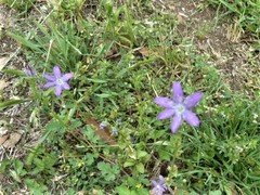 Triodanis biflora