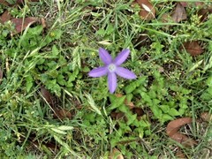 Triodanis biflora