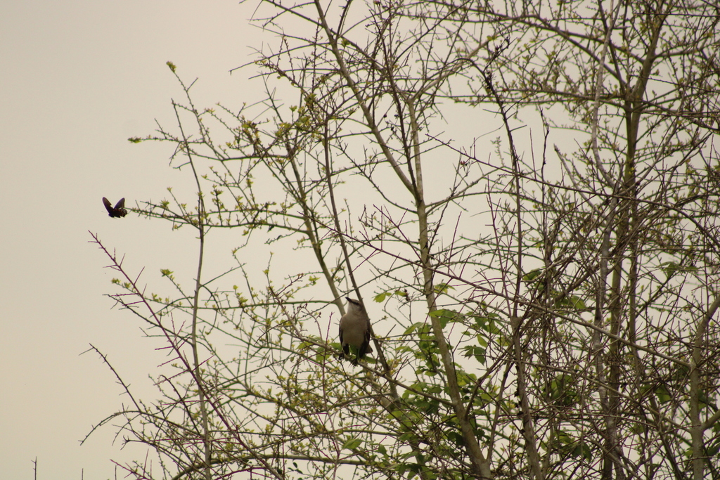 Northern Mockingbird from Colorado County, TX, USA on March 8, 2024 at ...