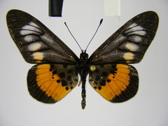 Acraea peneleos