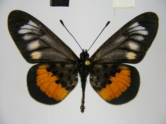 Acraea peneleos