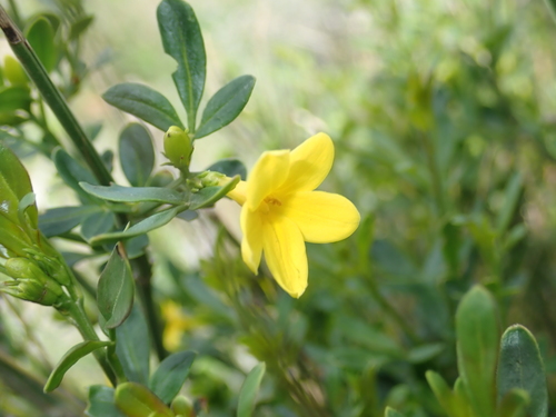 Jasminum nudiflorum