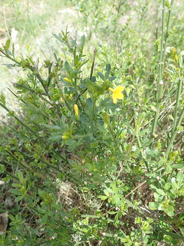 Jasminum nudiflorum