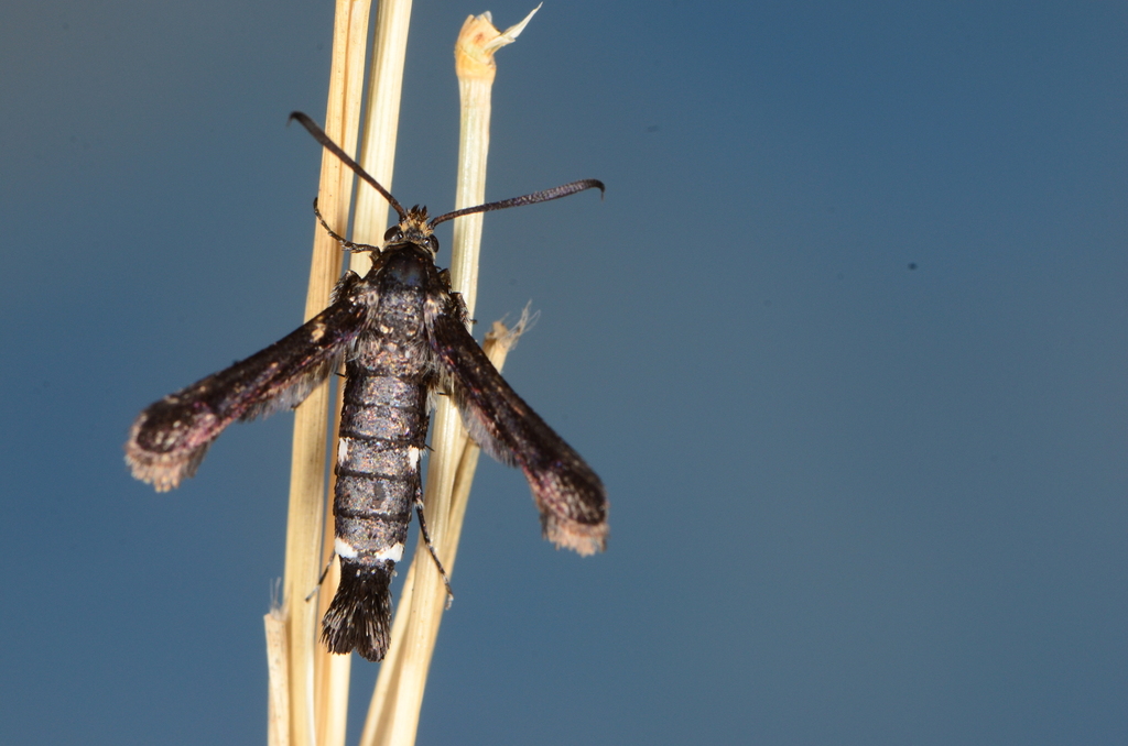 Cabomina leucopleura
