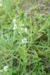 Veronica serpyllifolia